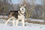 ALASKAN MALAMUTE 055